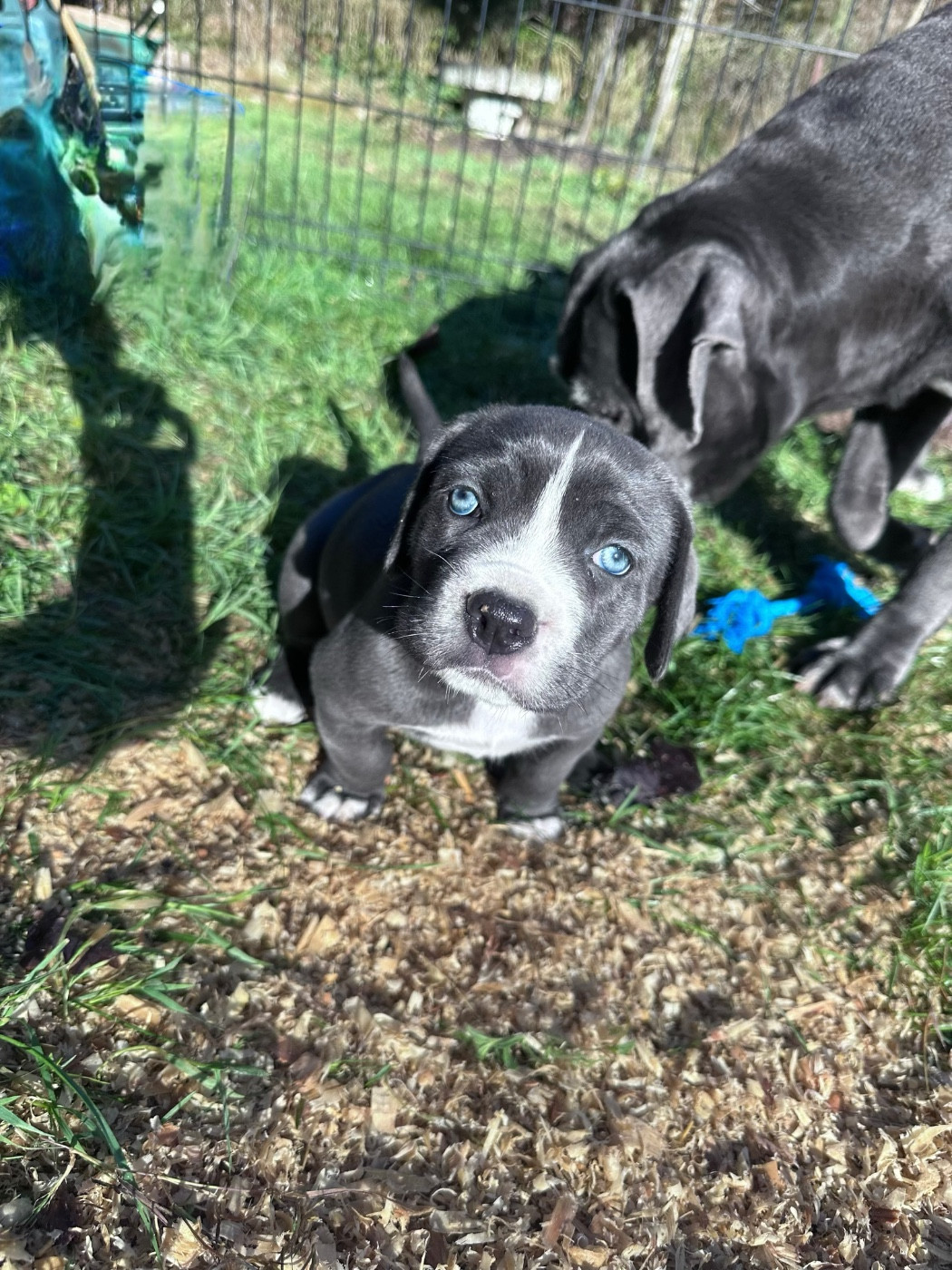 Du Domaine De Riff - Chiots disponibles - Cane Corso