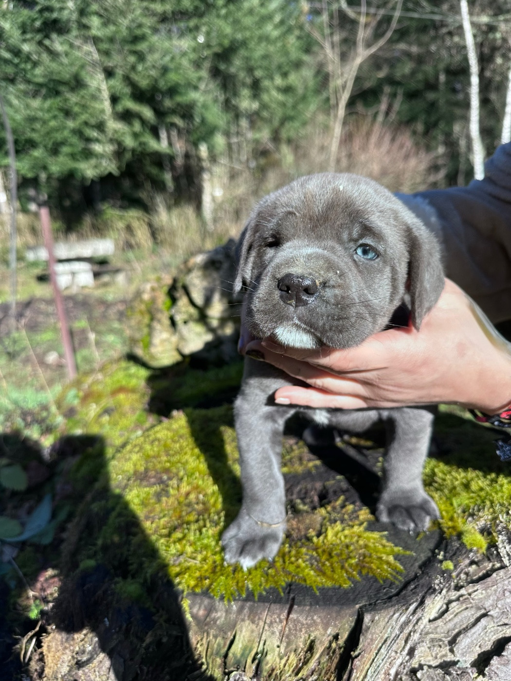 Du Domaine De Riff - Chiots disponibles - Cane Corso