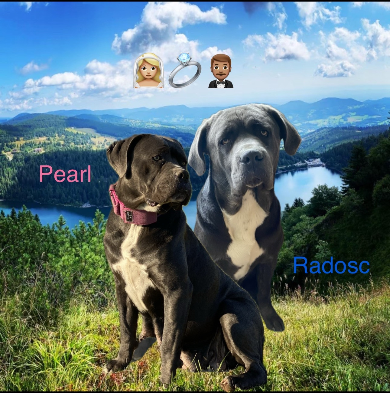 Chiot Cane Corso Du Domaine De Riff